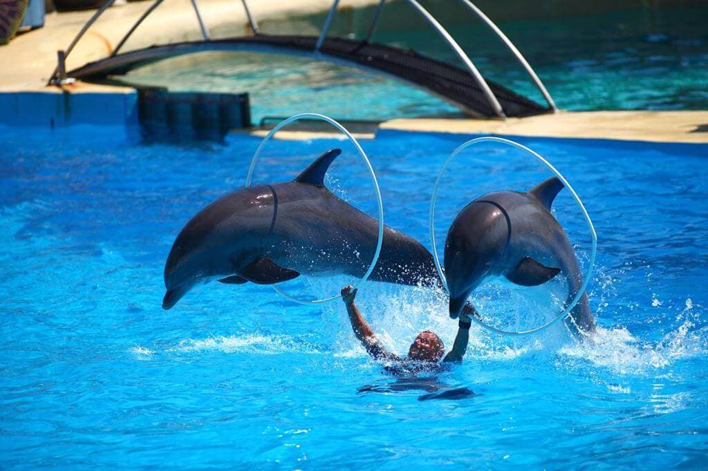 dsd